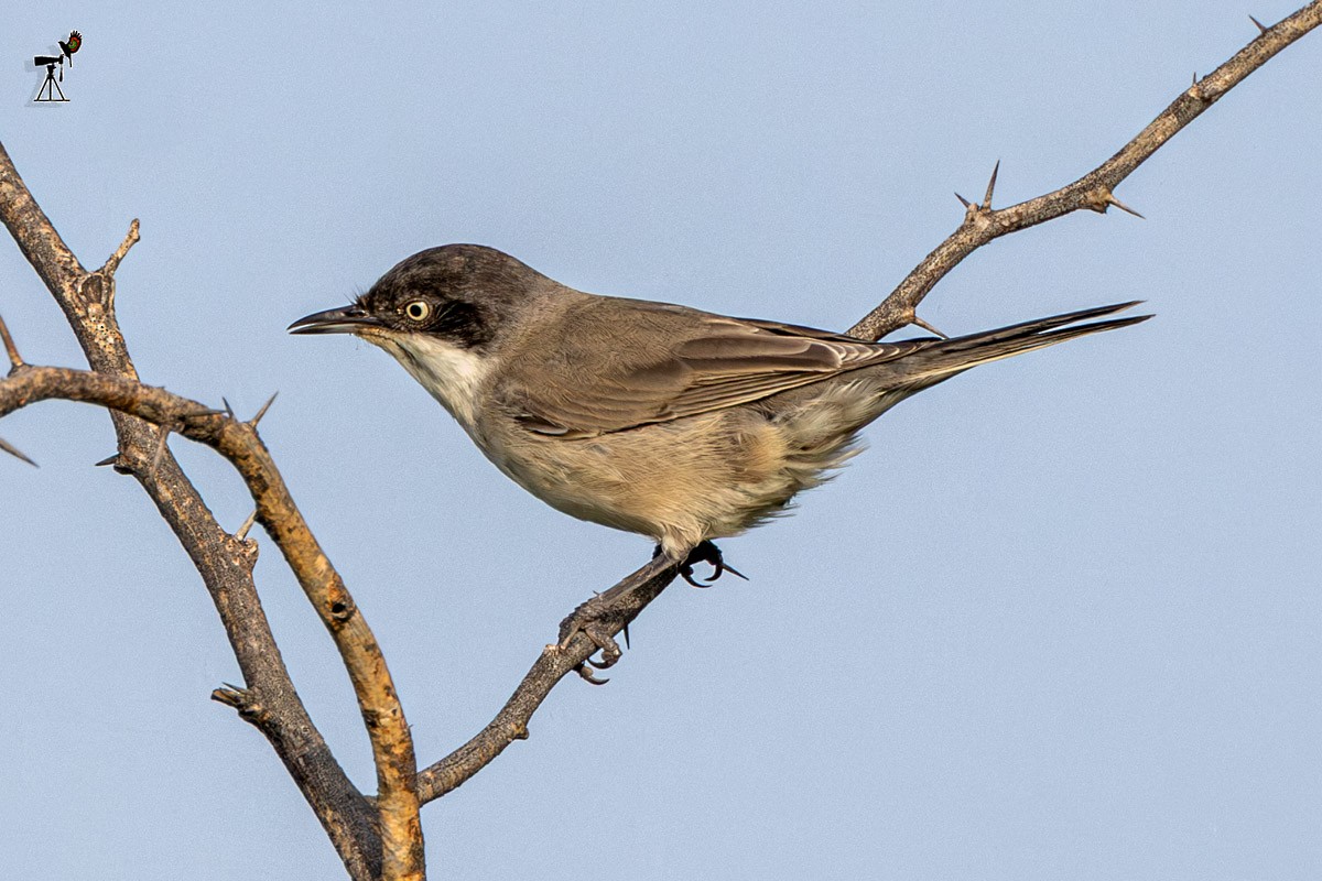 Eastern Orphean Warbler - ML642099810