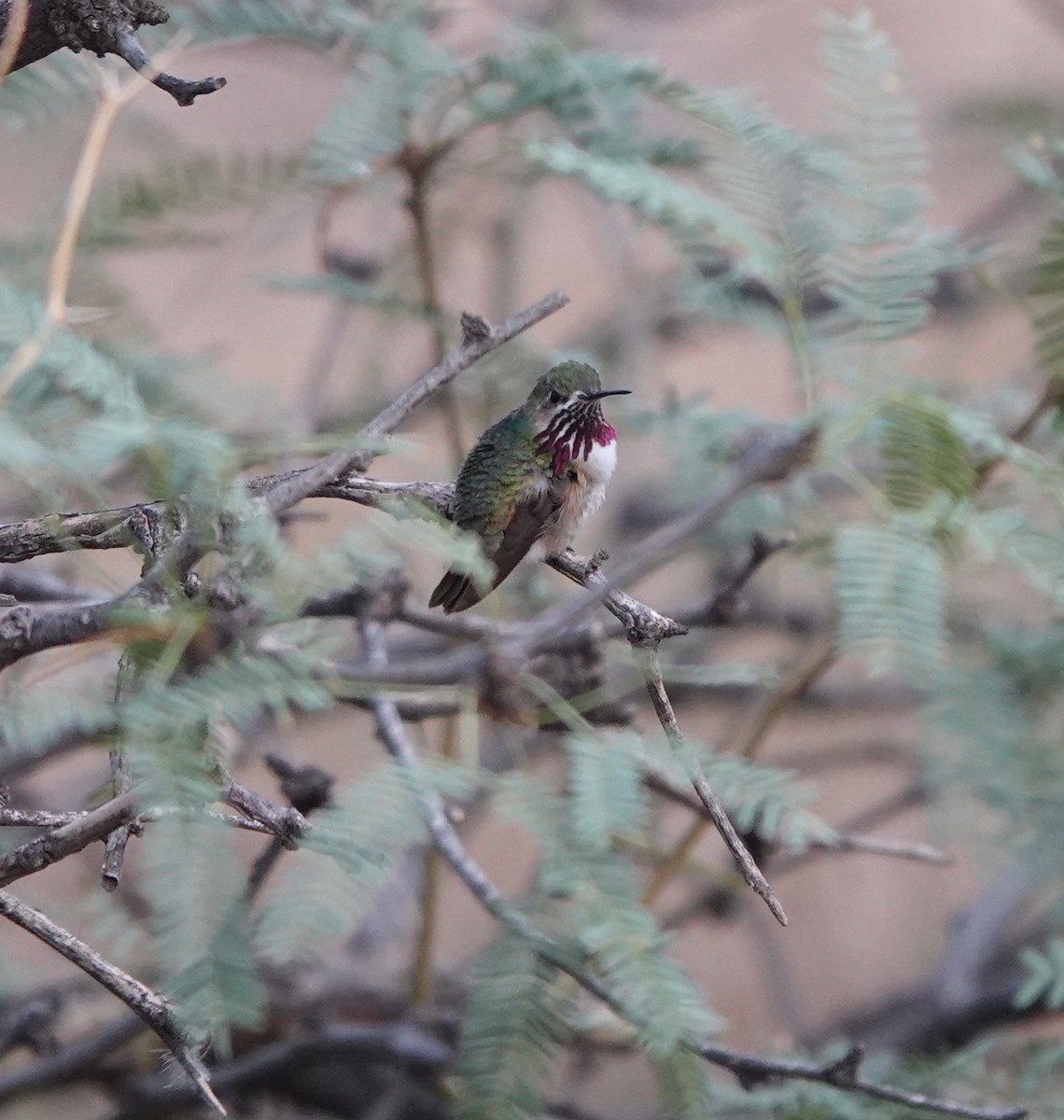 Calliope Hummingbird - ML642099811