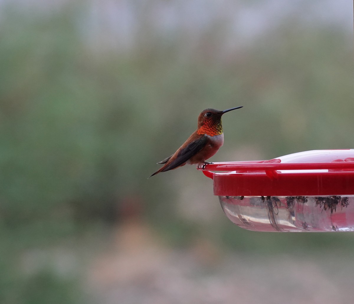 Rufous Hummingbird - ML642099818