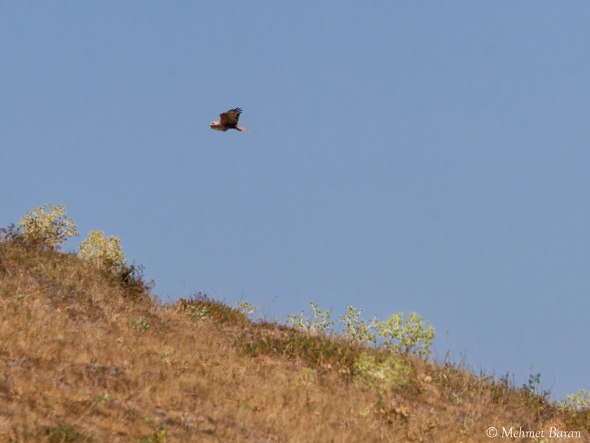 Long-legged Buzzard - ML642099819
