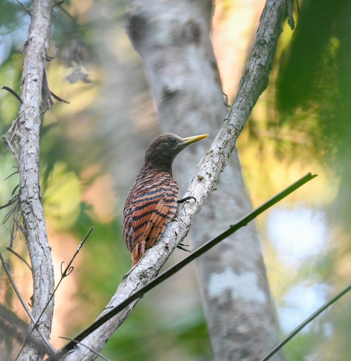 Pale-headed Woodpecker - ML642099849