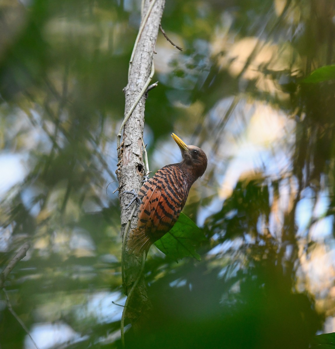 Pale-headed Woodpecker - ML642099850