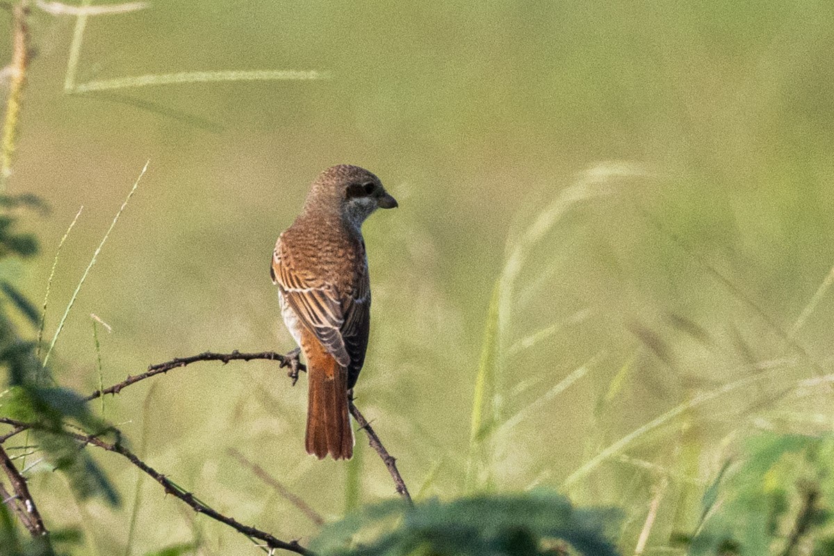 アカオモズ - ML642099856