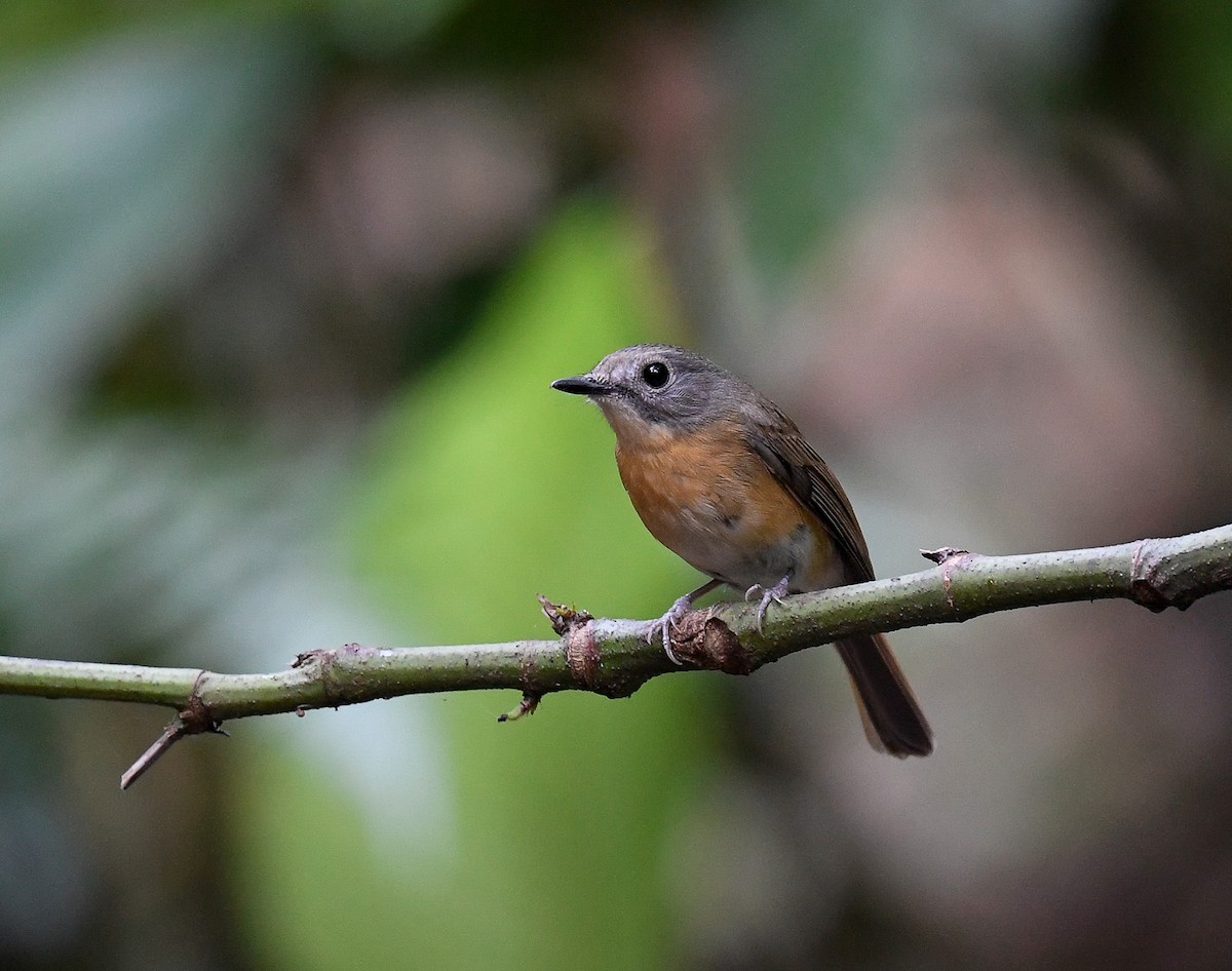 Pale-chinned Flycatcher - ML642099859