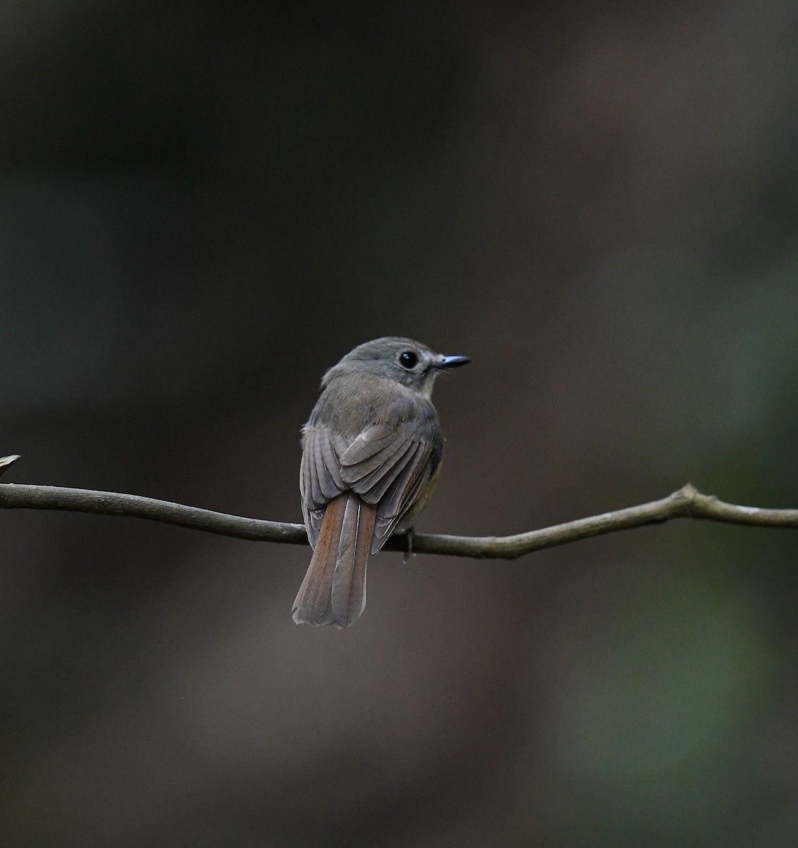 Pale-chinned Flycatcher - ML642099860