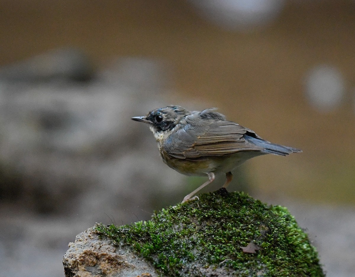 Blaunachtigall - ML642099864