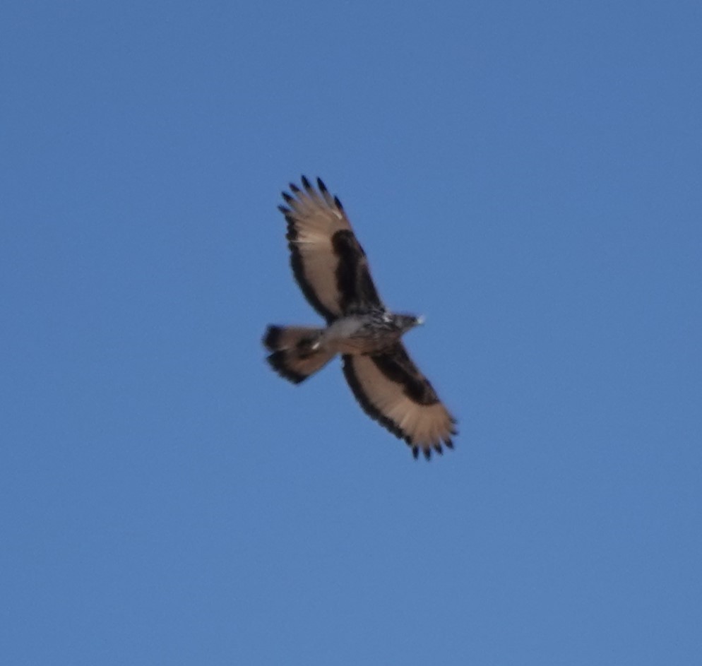 Akazienadler - ML642099895