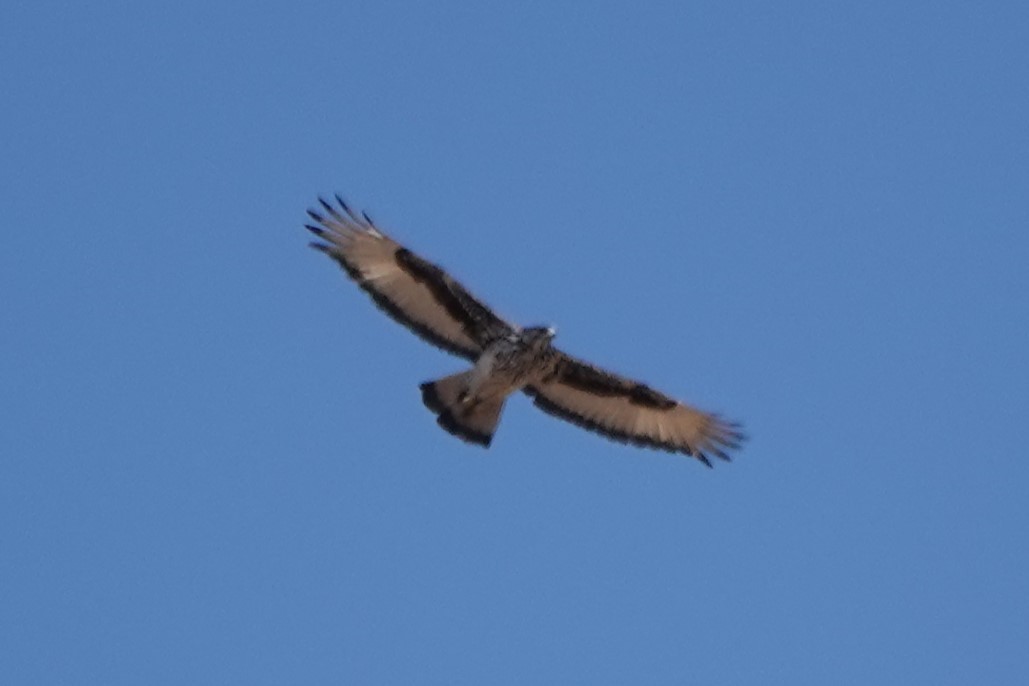 Akazienadler - ML642099896