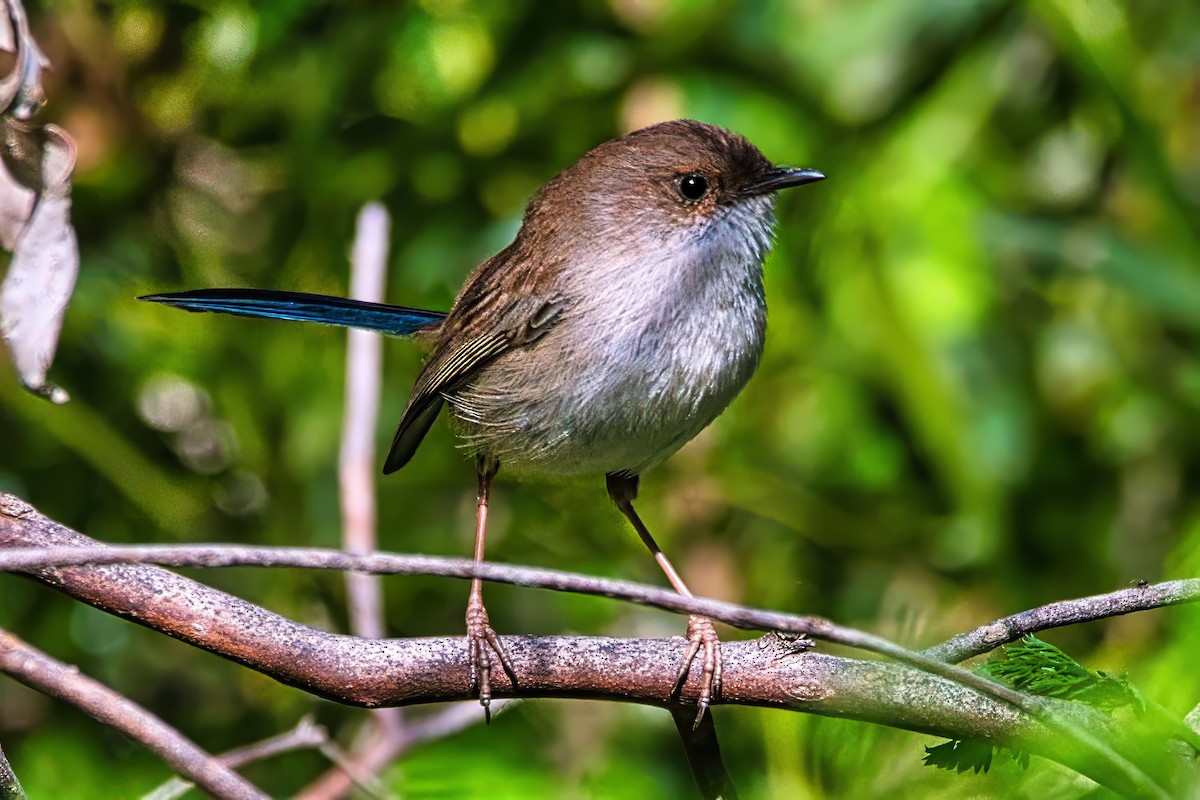Superb Fairywren - ML642099920