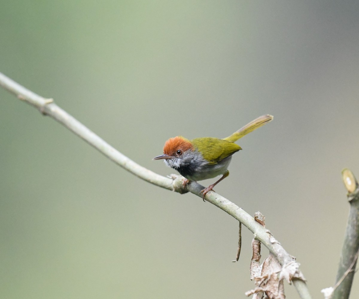 Dark-necked Tailorbird - ML642099922