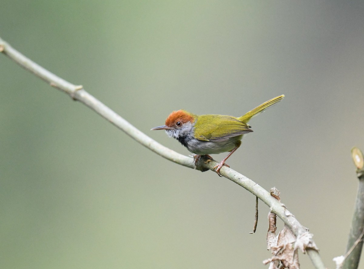 Dark-necked Tailorbird - ML642099923