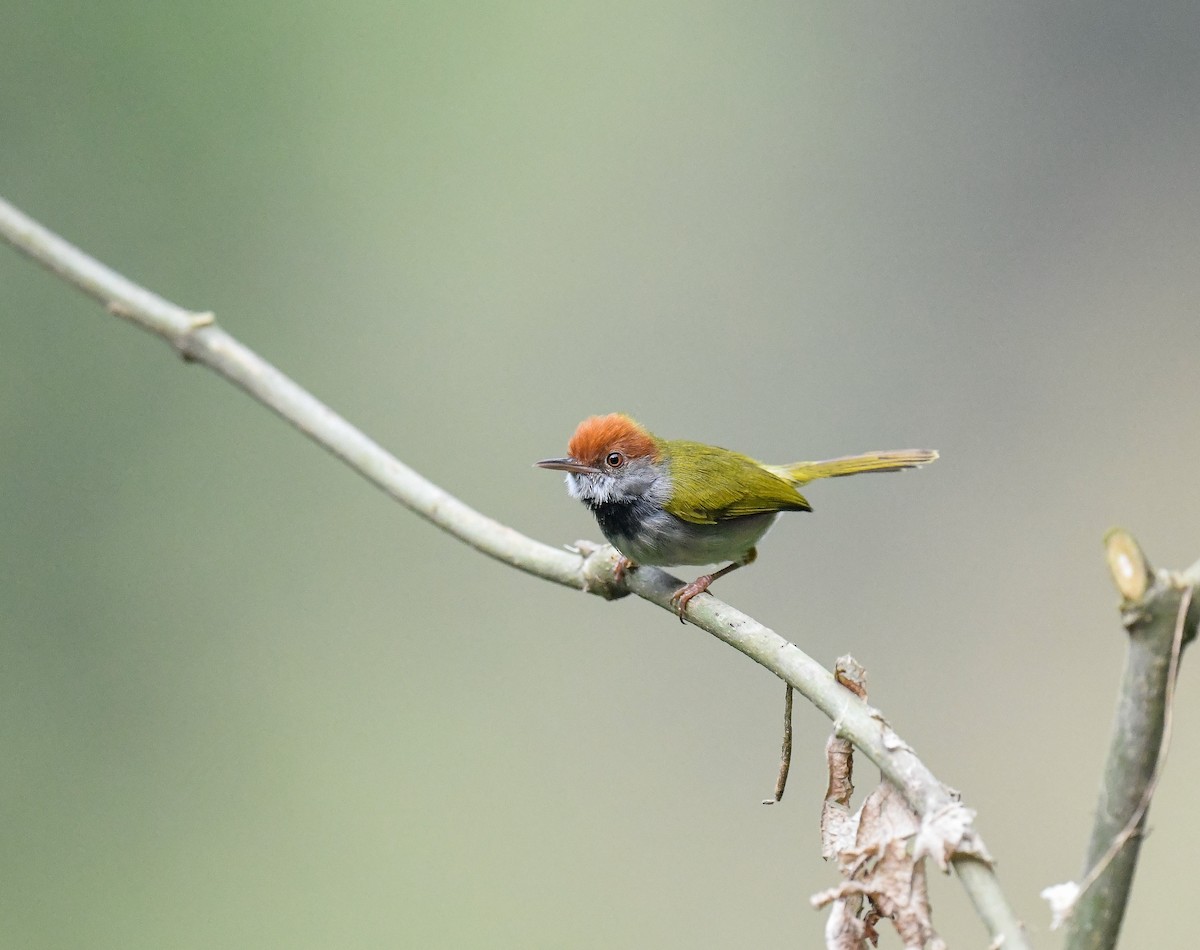 Dark-necked Tailorbird - ML642099924