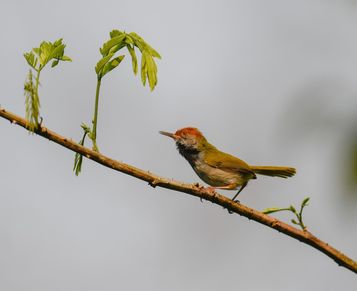 Dark-necked Tailorbird - ML642099925