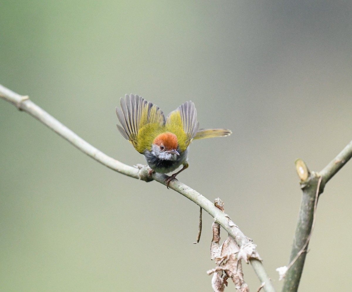 Dark-necked Tailorbird - ML642099927