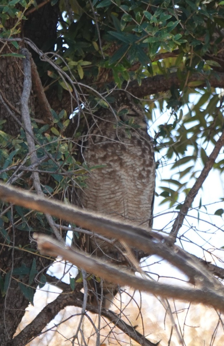 Spotted Eagle-Owl - ML642099934
