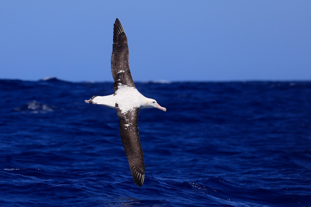 Antipodean Albatross (Gibson's) - ML642099938