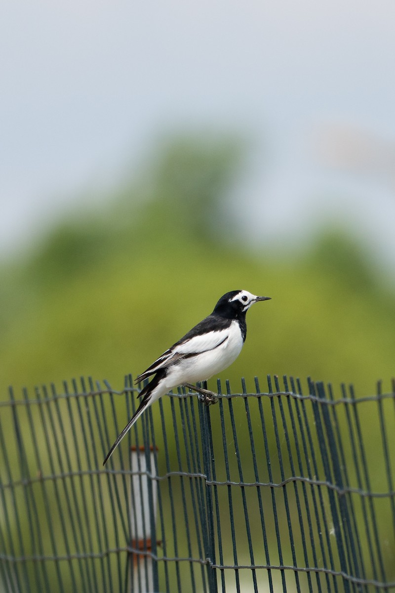 White Wagtail (Hodgson's) - ML642099940