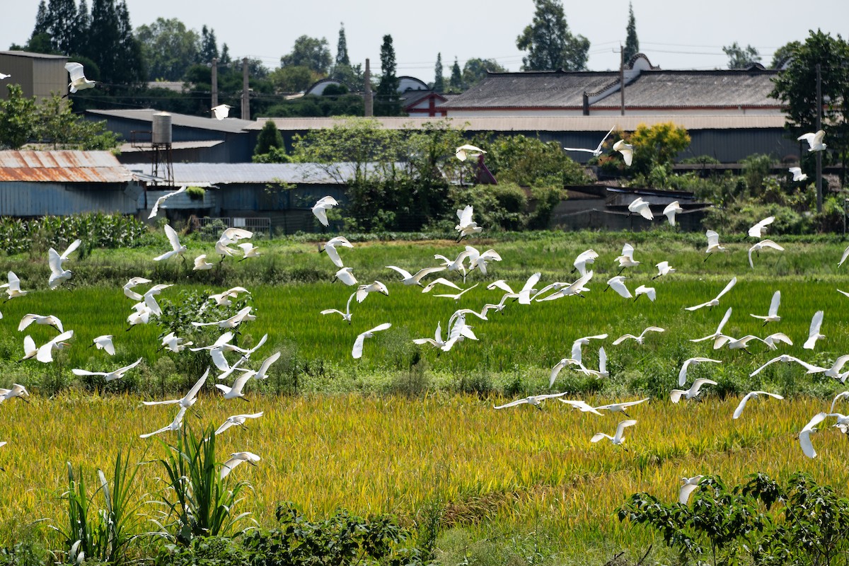 Little Egret - ML642099942
