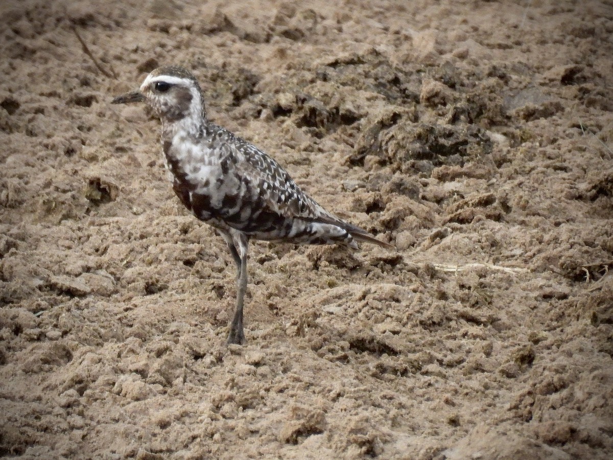 American Golden-Plover - ML642099947