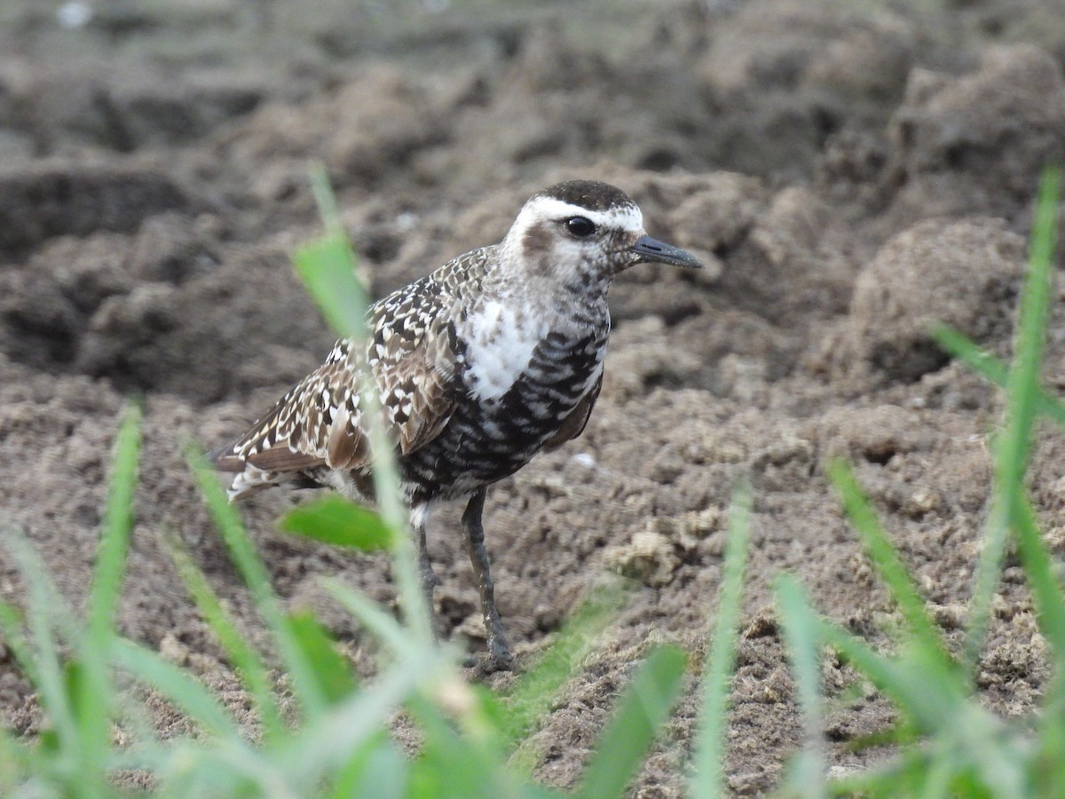 American Golden-Plover - ML642099948
