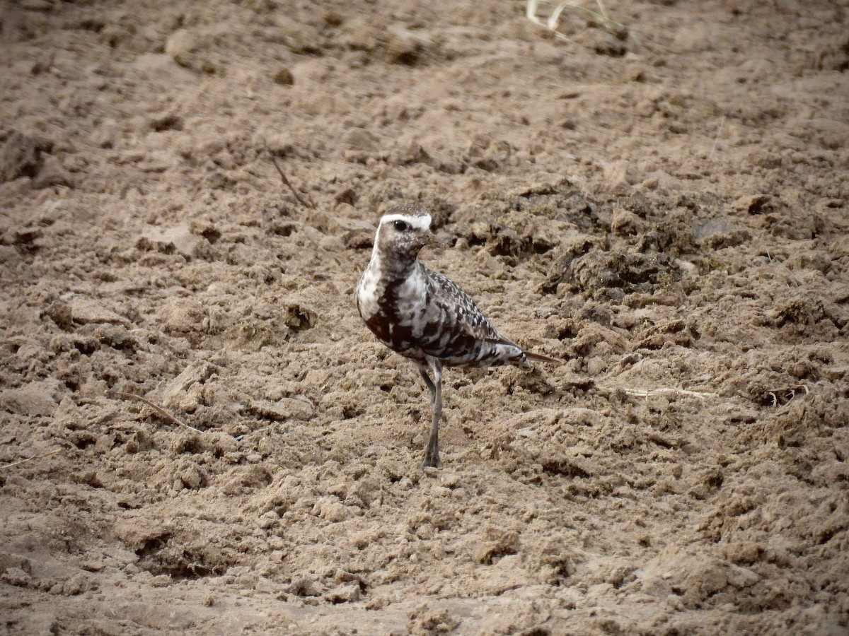 American Golden-Plover - ML642099949