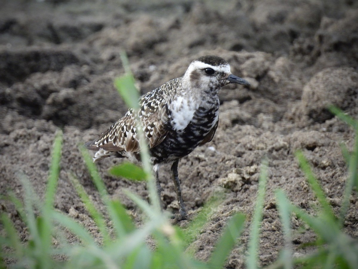 American Golden-Plover - ML642099951