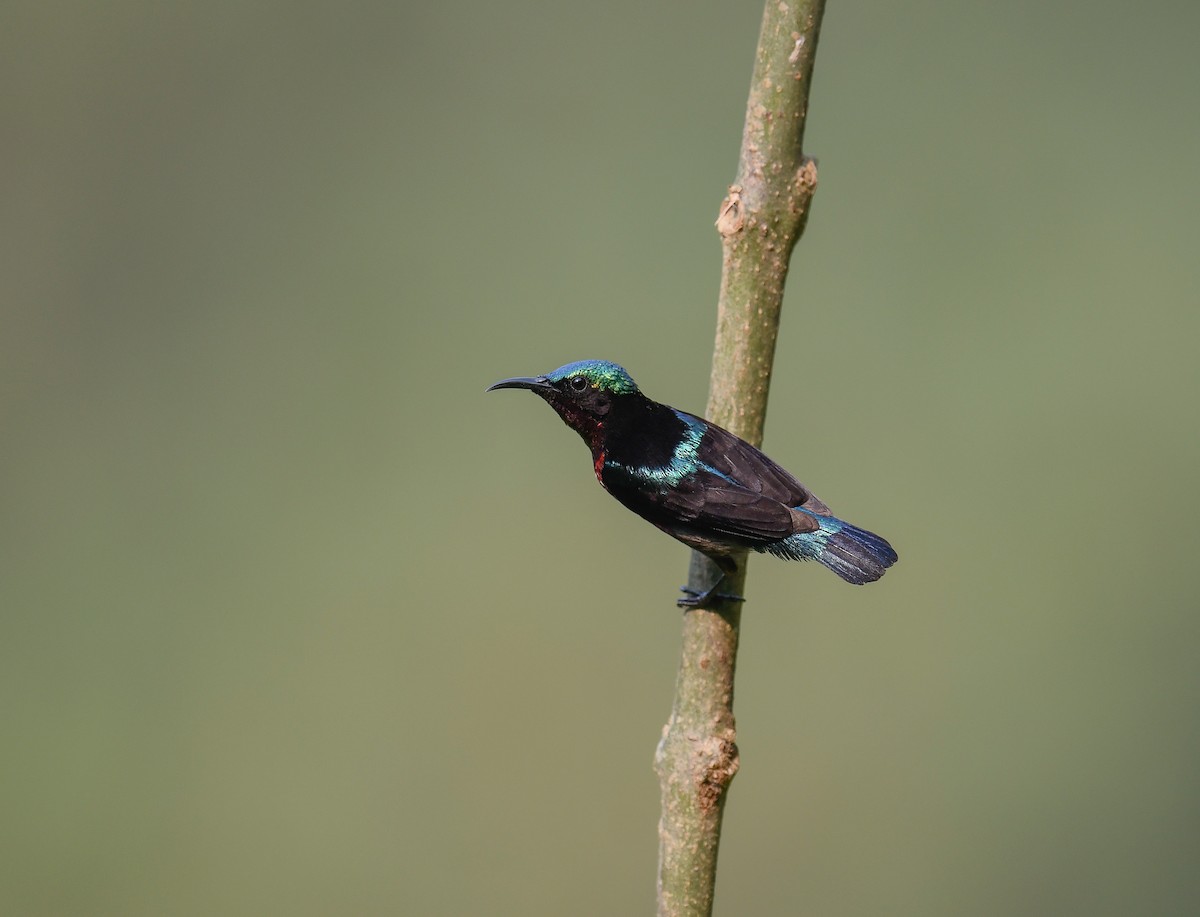 Van Hasselt's Sunbird - ML642099952