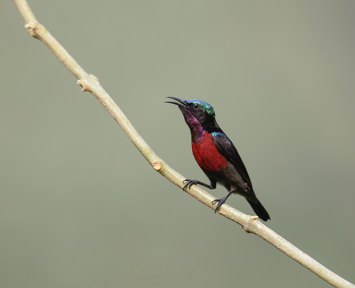 Van Hasselt's Sunbird - ML642099953