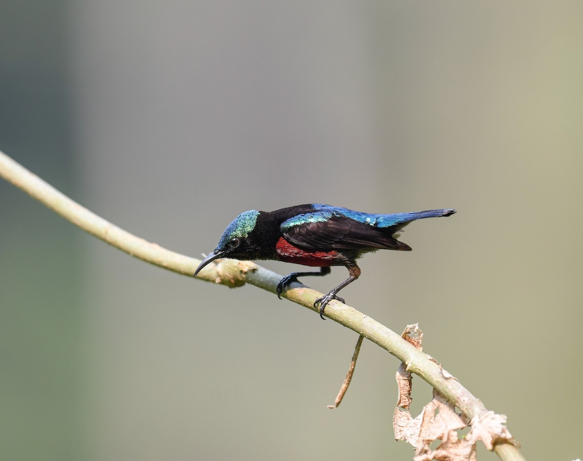 Van Hasselt's Sunbird - ML642099954