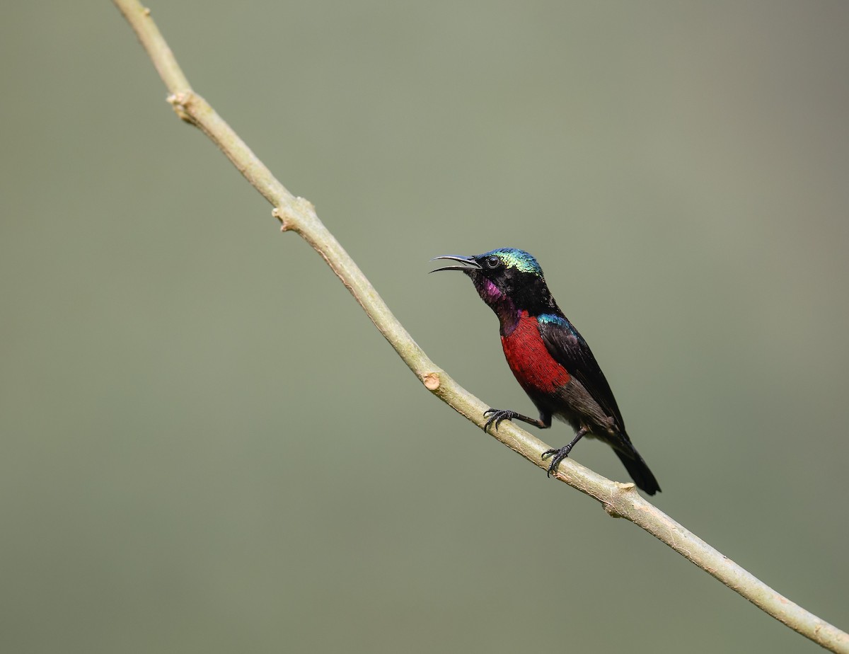 Van Hasselt's Sunbird - ML642099955