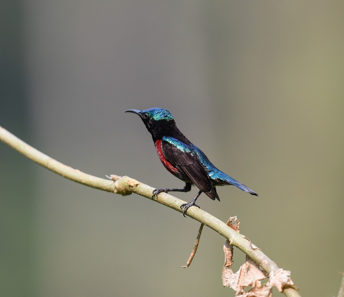 Van Hasselt's Sunbird - ML642099956