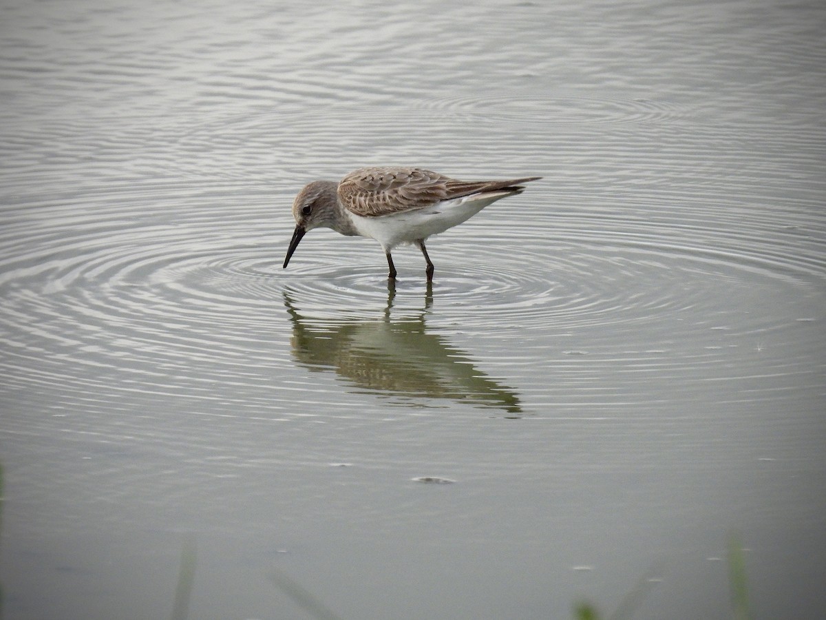 White-rumped Sandpiper - ML642099958