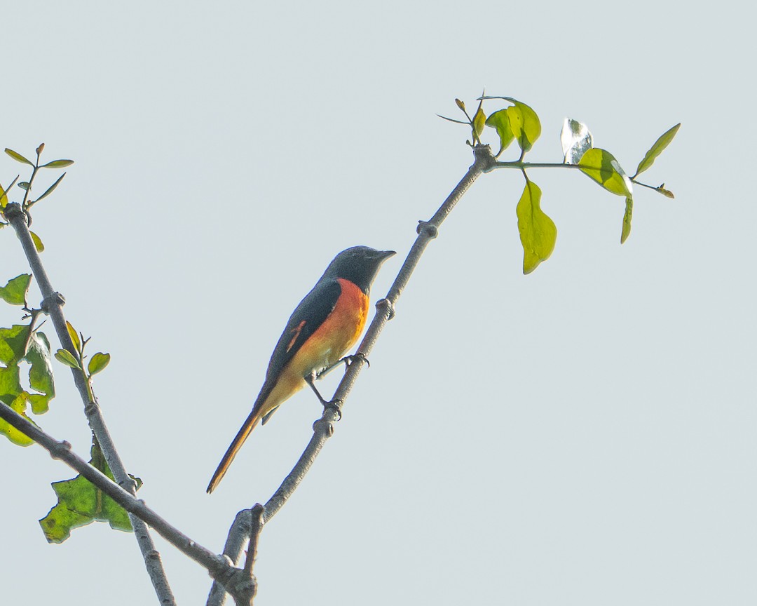 Small Minivet - ML642099959