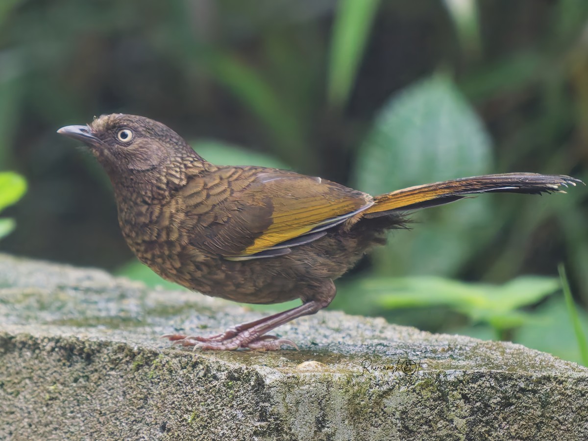 Scaly Laughingthrush - ML642099960