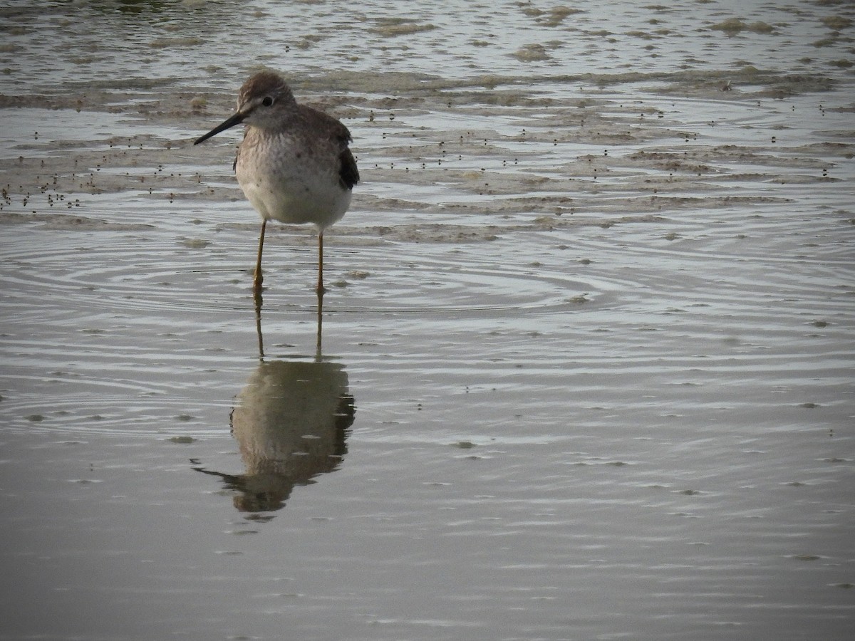 Lesser Yellowlegs - ML642099962