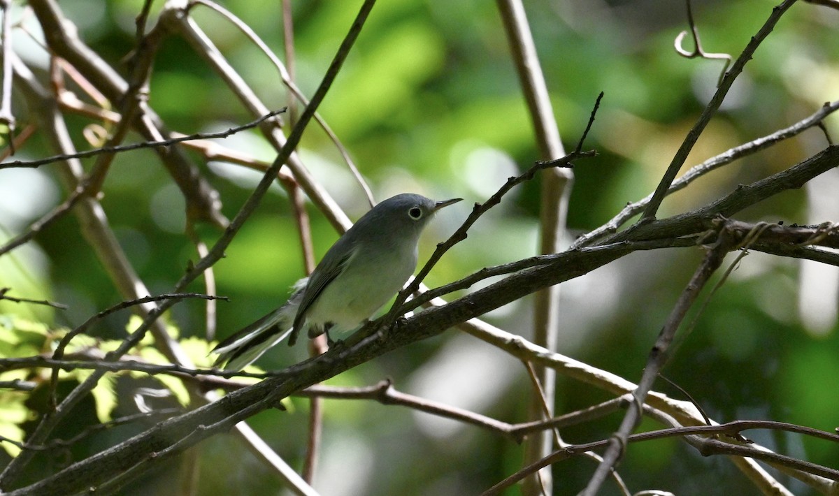 Blue-gray Gnatcatcher - ML642099963