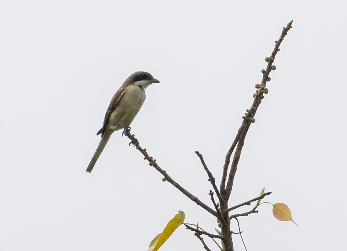 Burmese Shrike - ML642099964