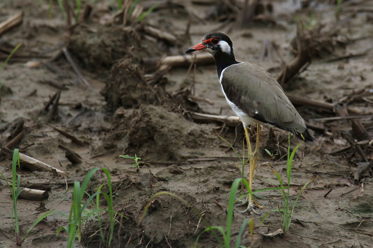 Red-wattled Lapwing (Black-necked) - ML642099965