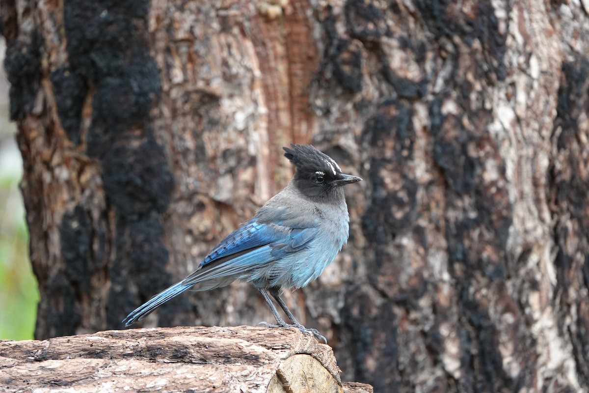 Steller's Jay - ML642099966