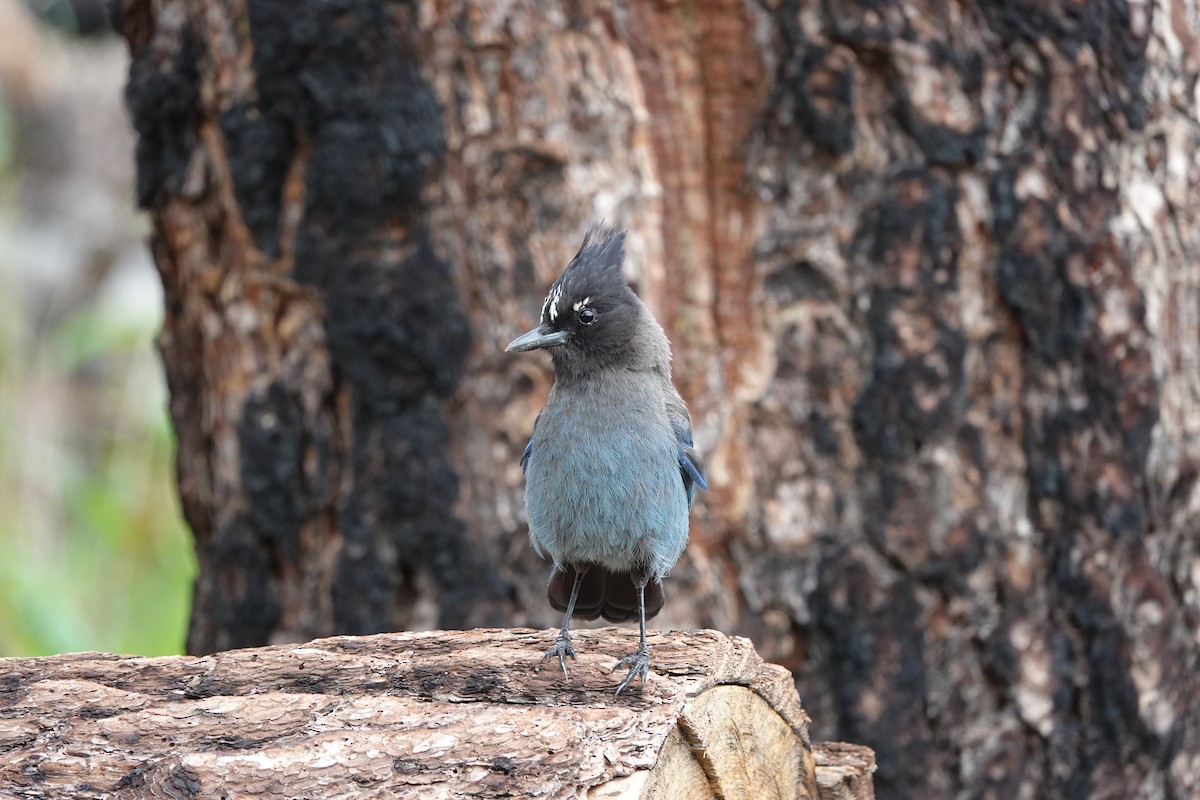 Steller's Jay - ML642099967