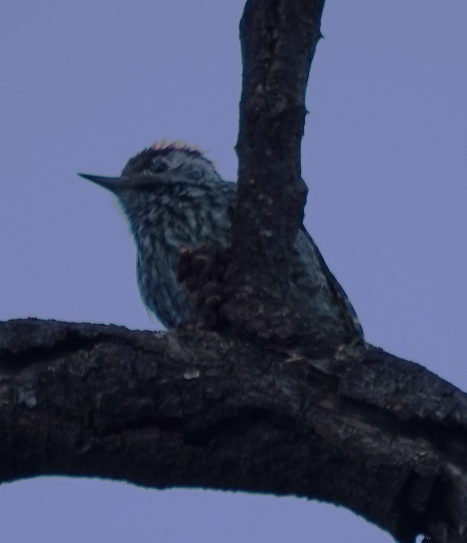 Cardinal Woodpecker - ML642099968