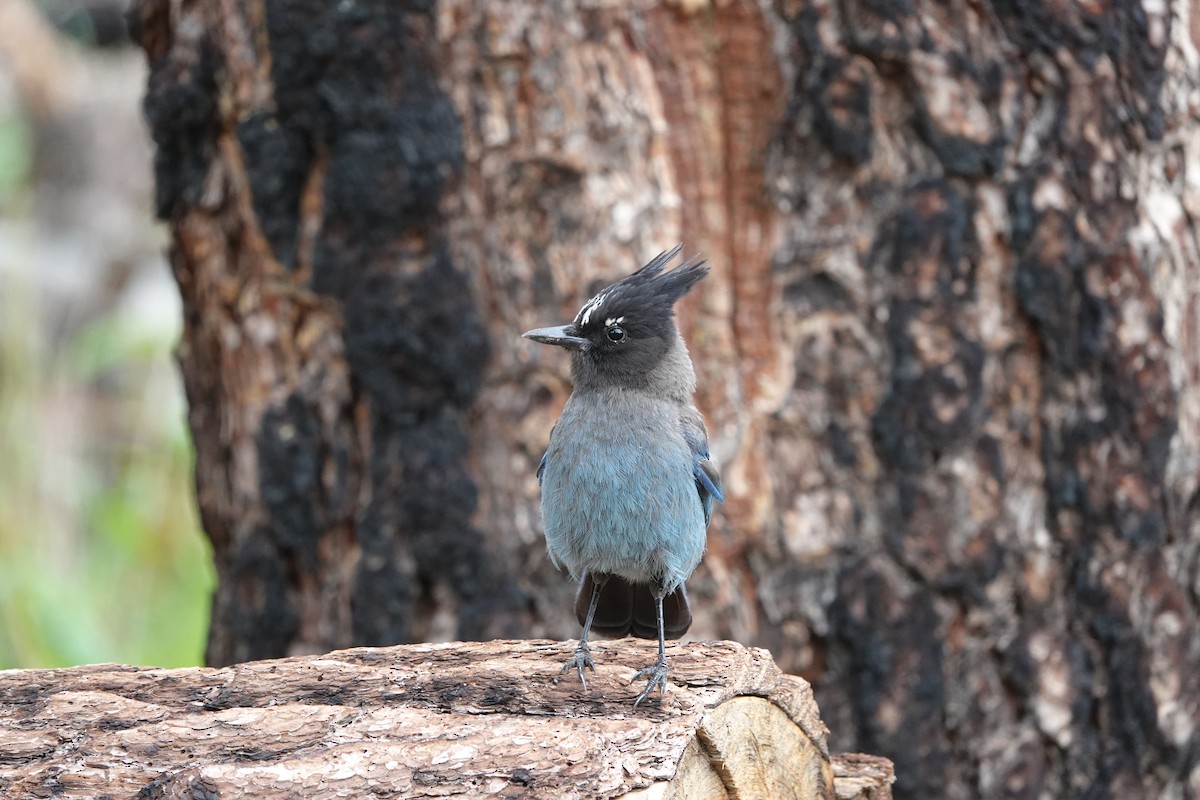 Steller's Jay - ML642099969