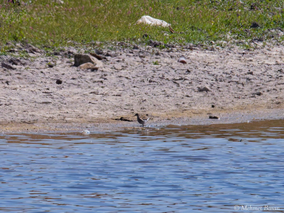 Common Sandpiper - ML642099970