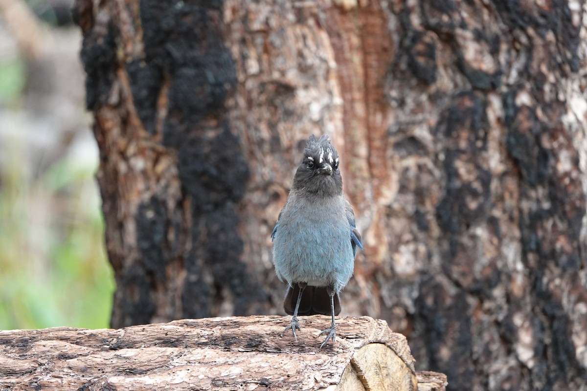 Steller's Jay - ML642099971