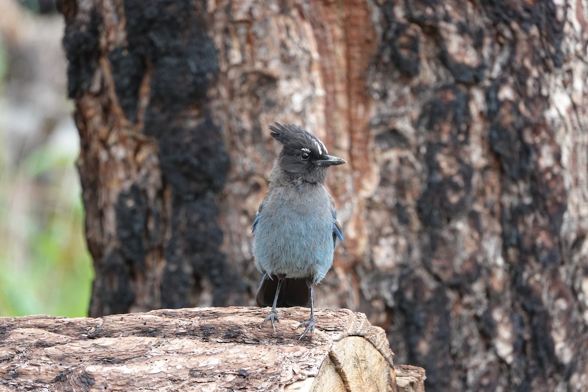 Steller's Jay - ML642099972