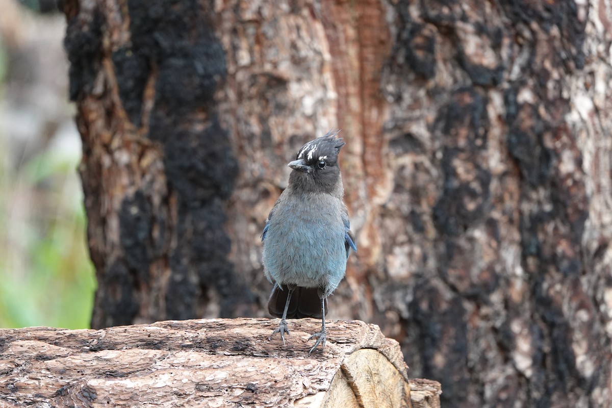 Steller's Jay - ML642099974