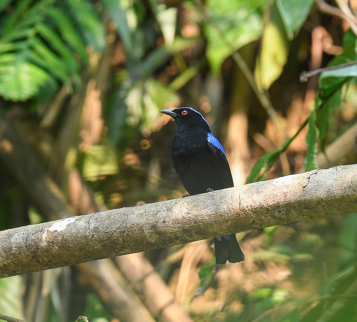 Asian Fairy-bluebird - ML642099975