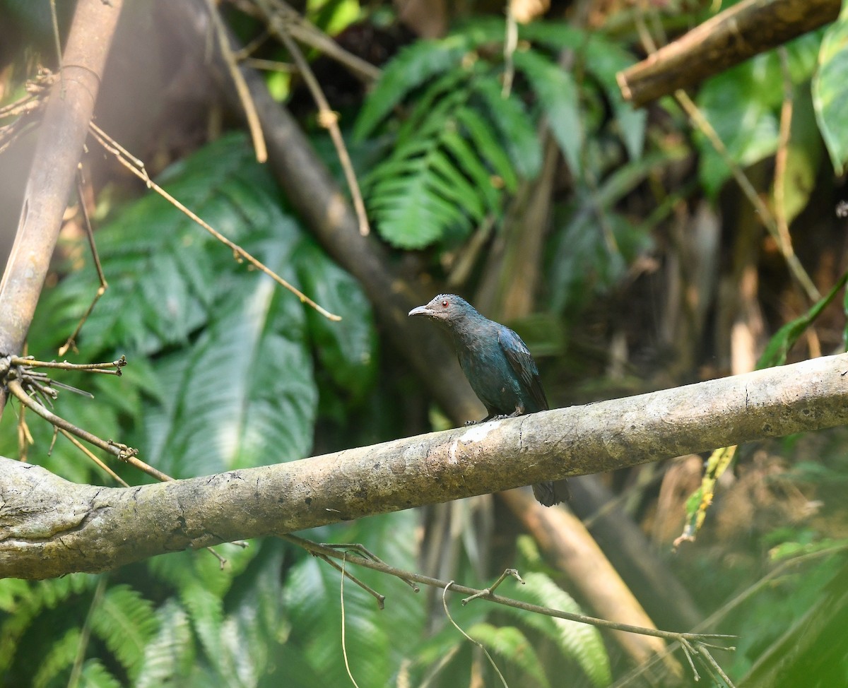 Asian Fairy-bluebird - ML642099976