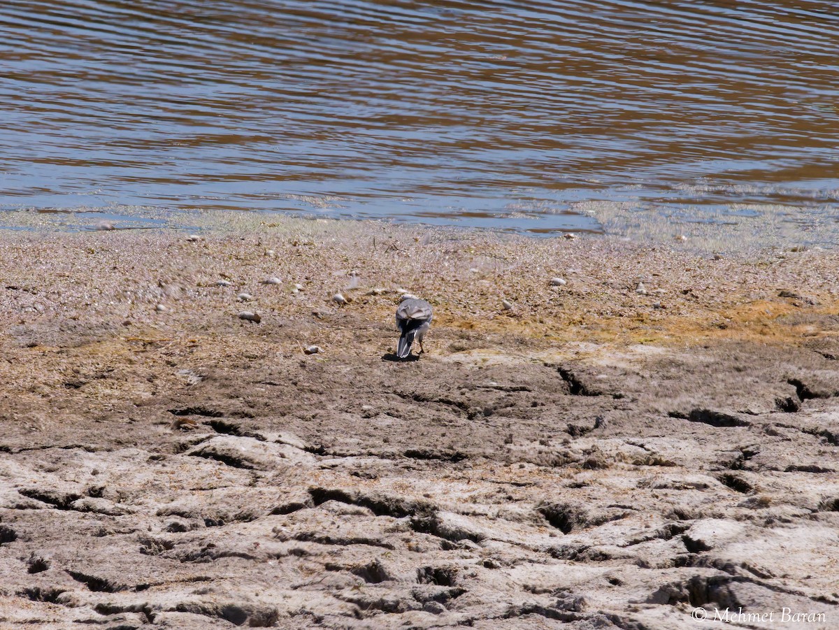 White Wagtail - ML642099979