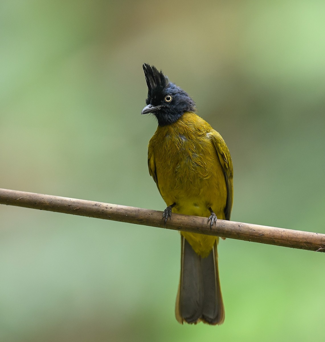 Black-crested Bulbul - ML642099980